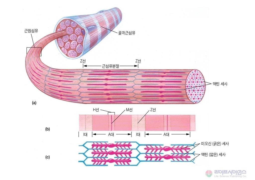근육의미세구조 (Microstructure of Skeletal