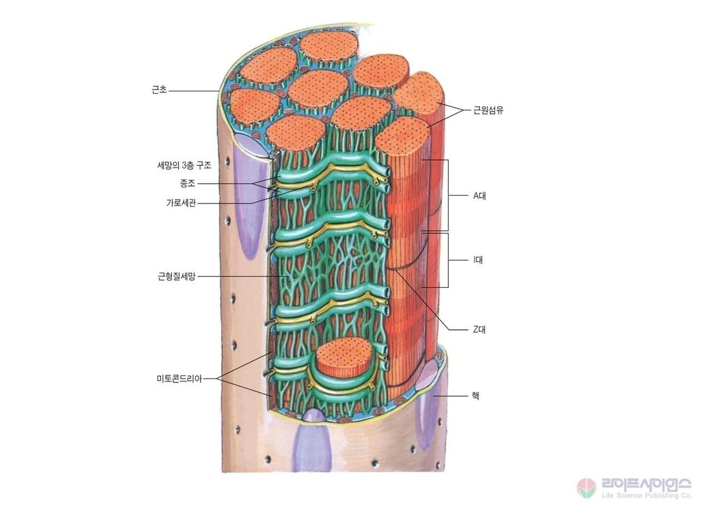 Structure of Skeletal Muscle 근형질세망과가로세관 (The