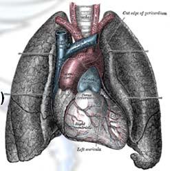Cardiorespiratory System (CRS) Cardiorespiratory Functions Cardio means heart - 심 Respiratory means lungs - 폐 The CR system consists of the 1) heart ( 심장 ), 2) blood vessels ( 혈관 ), and 3) the lung (