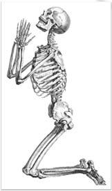 골격계란? Skeletal System ( 골격계 ) 우리인체중가장단단한구조물로뼈, 연골, 인대로구성 206 개의뼈 (bones) 와연골 (cartilages) 로이루어져있으며특히둘이상의뼈는인대