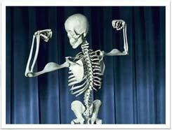 장골 ) : metacarpals, metatarsals, phalanges, humerus, ulna, radius, tibia, fibula Short Bones ( 단골 ): carpals,
