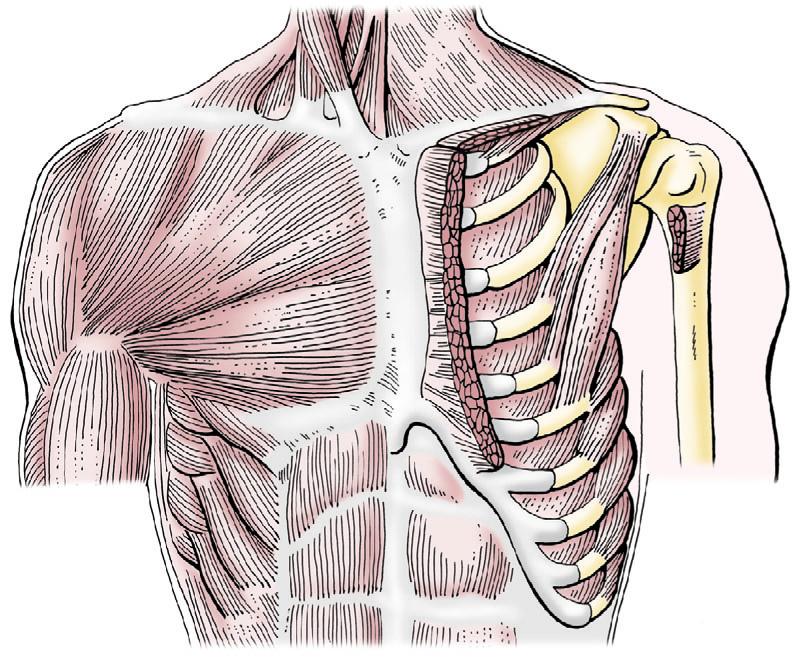 . (, serratus posterior superior). (, serratus posterior inferior). (Vilensky et al., 2001).. (myofacial pain syndrome). (, levatores costarum muscle).. (, intercostal muscles) ( 1 11~1 14, 1 2).