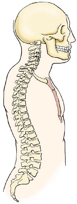 (, synchondroses)., manubrium handle( ),.. (, jugular notch, suprasternal notch).