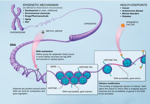 Epigenetic Mechanism Source : NIH, 2005