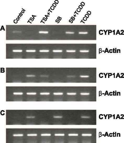 Regulation of CYP1A2 in hepatocytes exposed to TCDD and each histone deacetylase inhibitor.