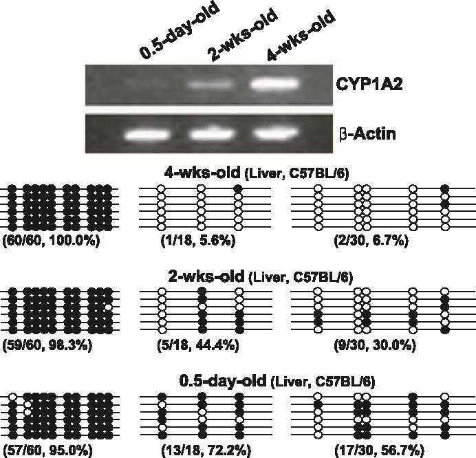Developmental expression of CYP1A2 mrna and