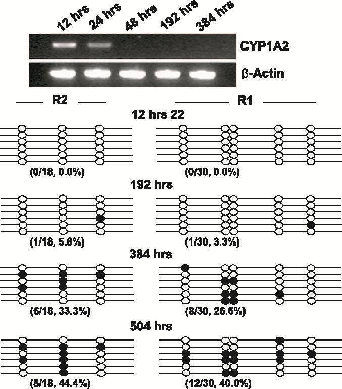 CYP1A2 expression and the methylation of CpGs within