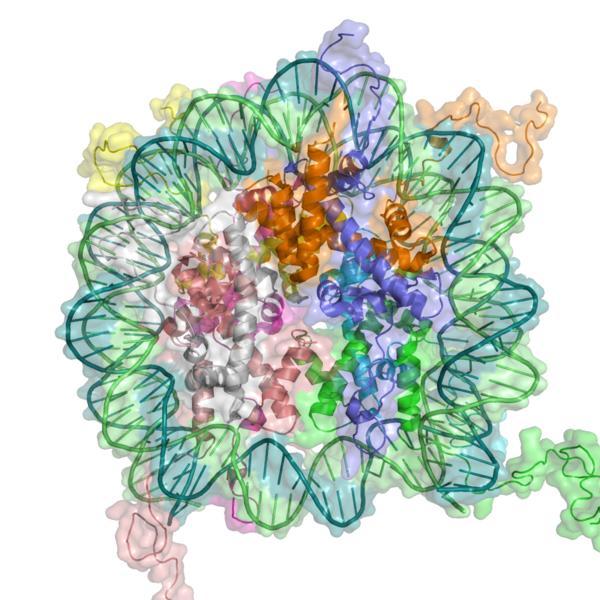 Nucleosome structure.