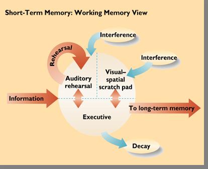 Physiological Psychology 9 따라서 STM 은 Working memory (Baddeley) Phonological loop & Visuospatial sketchpad Phonological