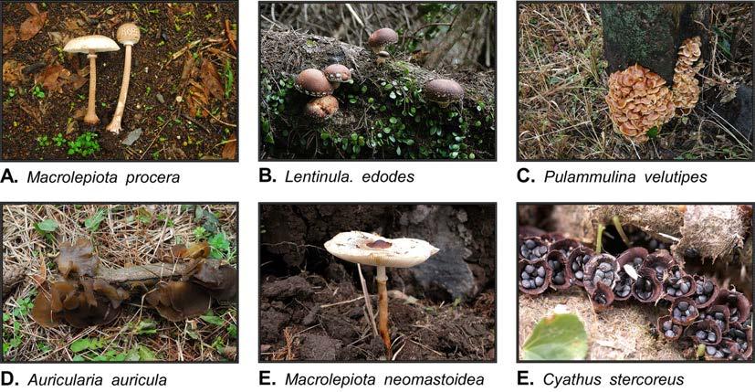 자연보존 Fig. 2. Surveyed wild mushrooms in this study 건의전통지식이수집되었으며, 이중독큰갓버섯 (Macrolepiota neomas, Fig. 2E) 은큰갓버섯 (Macrolepiota. procera, Fig.
