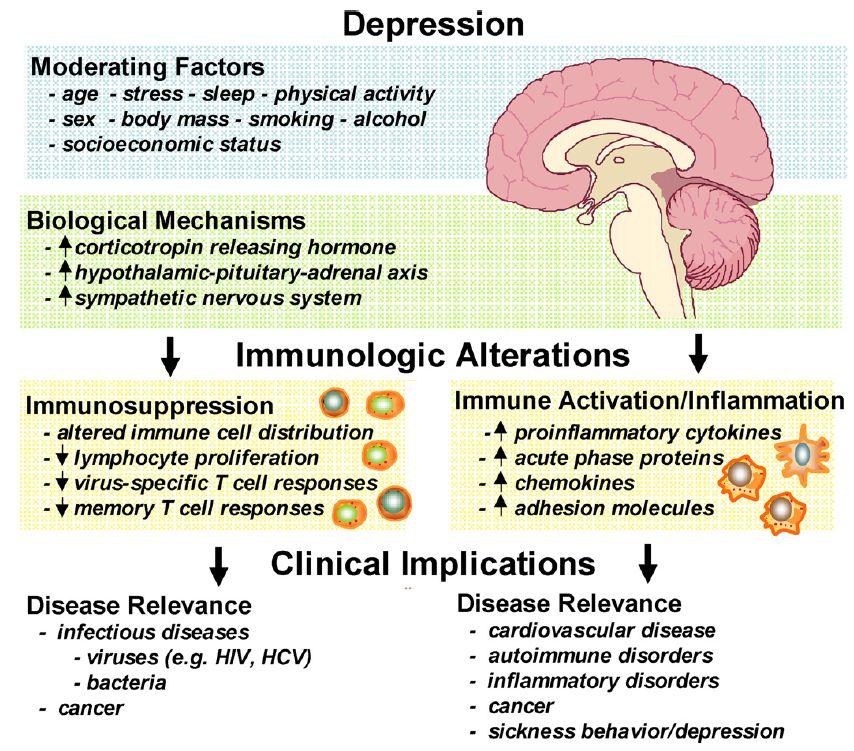 Figure 1. Brain-immune interactions in depression (Irwin MR, Miller AH. 2007) 우울증과결핵이외감염병의발생우울증과결핵이외의다른감염병의발생과관련된다양한연구들이진행된바있다.