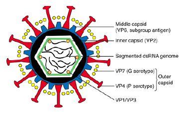 144 순천향의과학 : 제14권 2호 2008 스백신(Human rotavirus vaccine, RotarixTM) 이접 종되고있으며최근국내에서도이 성약화로타바이러스백신이접종되고있다. 원인 2가지경구용독 로타바이러스는 70nm의비피막형이중나선 RNA 바이러스로 Reoviridae 과에속한다.