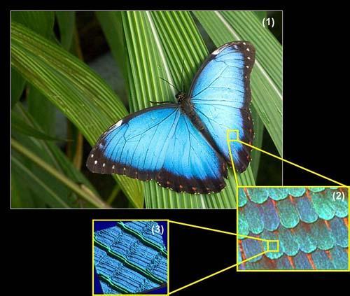 나비날개의확대현미경사진