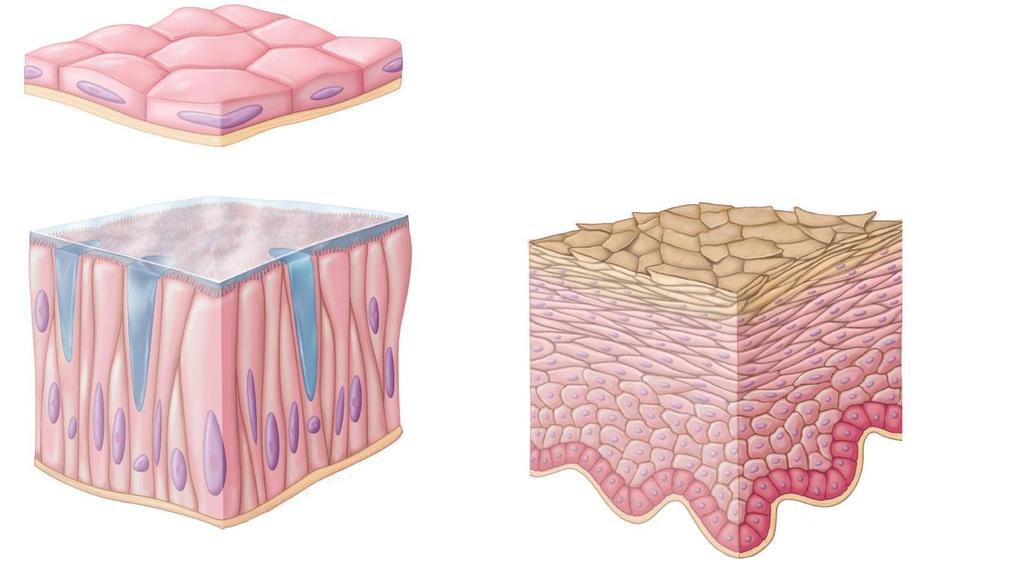 flattened cells basement membrane (a) Lining of the lungs (simple epithelium) cilia dead cells flattened dying cells mucus differentiating cells mucusproducing cells (b)