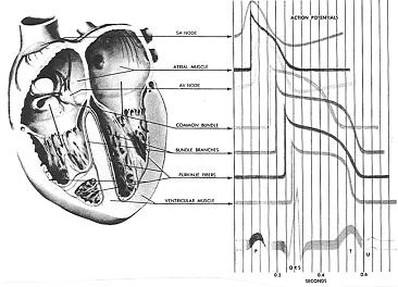 Volume Conductor Feld Source: Heart or Exctaton Equpotental Lnes Tssue esstvty (Ωcm) Lead Φ