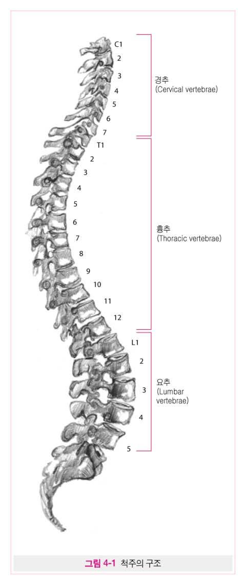 column) 경추