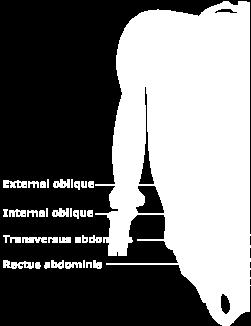 Oblique Lumbar Multifidus Pelvic