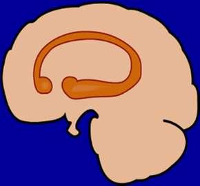 Hypothalamus stimulates the pituitary gland to release excessive ACTH, continuously driving the