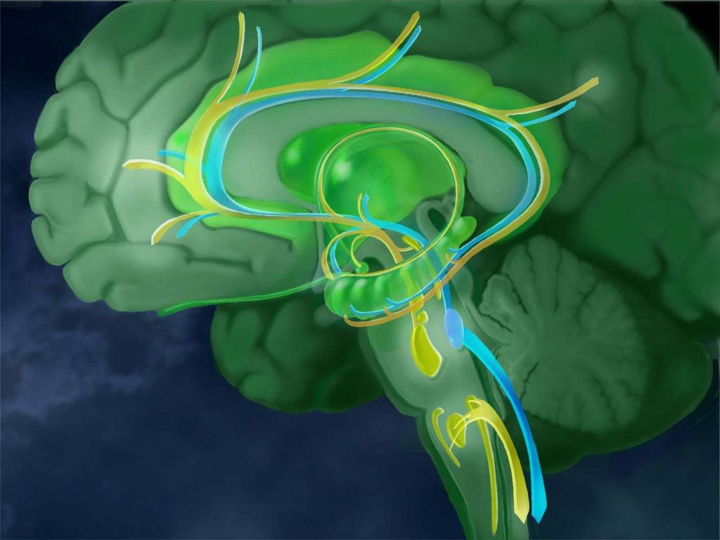 AS&K1 Neuroanatomy & Neurochemistry of Depression Limbic System Hippocampus Prefrontal Cortex Amygdala