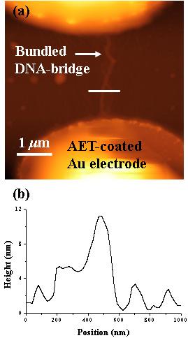극위의양전하가변화하게되고, 이양전하는 DNA와의정전기력이변화함으로서일어나는현상임을확인할수있었다. References Fig. 5. Tapping-mode AFM images for DNA strands connected between AET-coated Au electrodes with 5 ng/μl of DNA concentration.