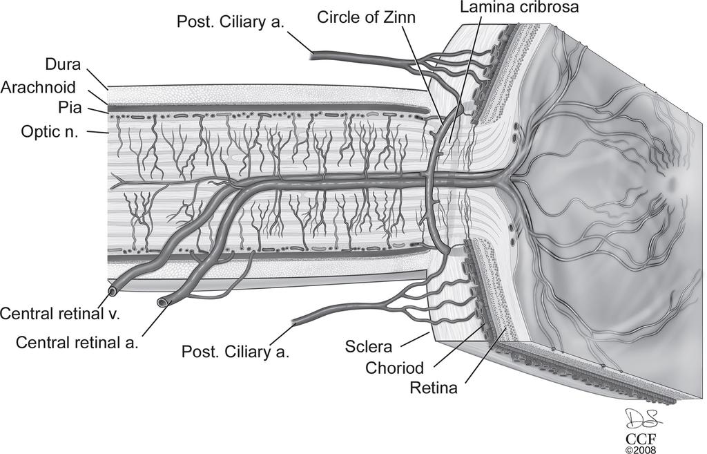 The fovea is present on the right side of the drawing at the center of the termination of the central retinal vessels.