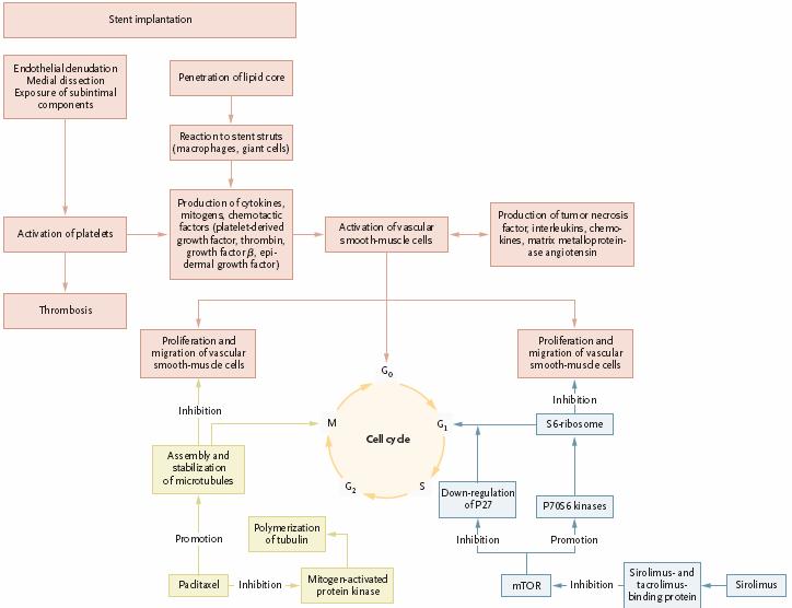 Mechanisms of restenosis after stent implantation and targets of therapy with sirolimus and paclitaxel. Sirolimus analogues act through the same pathway as sirolimus.