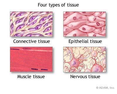 Human body There are 4 basic types of tissue 상피조직 (epithelial
