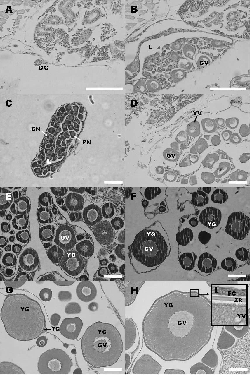 258 오민기 박종영 강언종 양상근 김응오 조용철 Fig. 2. Transverse section of the gonad (ovary) in Korean stumpy bullhead, Pseudobagrus brevicorpus. Hematoxylin-Eosin stainging.