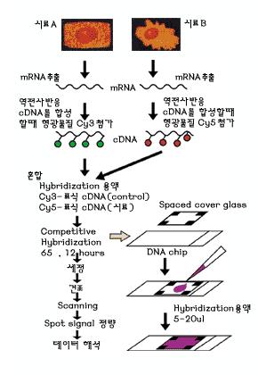 Life Science & Biotechnology 22 특집 1 DNA chip 1 량 ( 수십 pl) 이므로, DNA양의분포변화가커서이를보정하기위한데이터처리가필요하다. 그림 1은 DNA chip을이용한실험모식도이다.