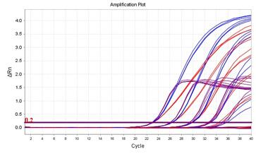 Real-time PCR 을이용한살모넬라검출에대한연구 235 출한계를확인하였다. 본연구에서도입한 real-time PCR 기법은일반 PCR 과비교하였을때결과를확인하기위하여 agarose gel에 loading하고 PCR product를염색하는과정을생략함으로써검출시간을단축할수있었다.
