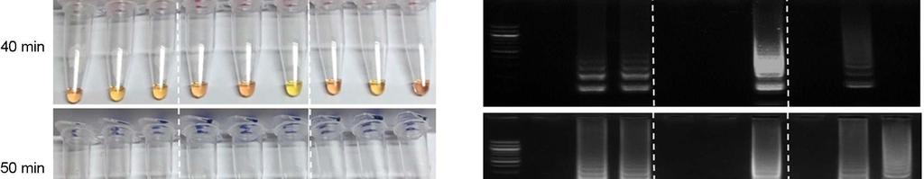 The electrophoresis was performed at 2% agarose gel and the amplified products typically showed the ladder like shape (B). The best reaction was obtained at 64 and 50 min.