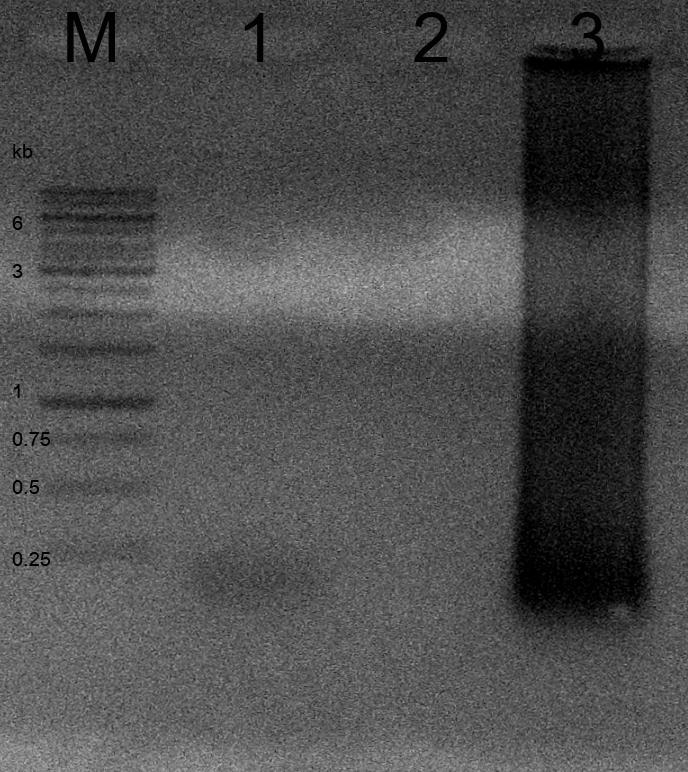 (B) Template DNA for lanes 1 to 5 were KACC10371, KACC10401, KACC10408, KACC10566, and KACC13960, respectively. All lanes were amplified successfully except the negative control. 가반응하지않은것을확인하였다 (Fig.