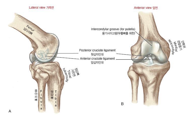 Cruciate ligament ACL : provides about 85% of the total passive resistance to the anterior translation of