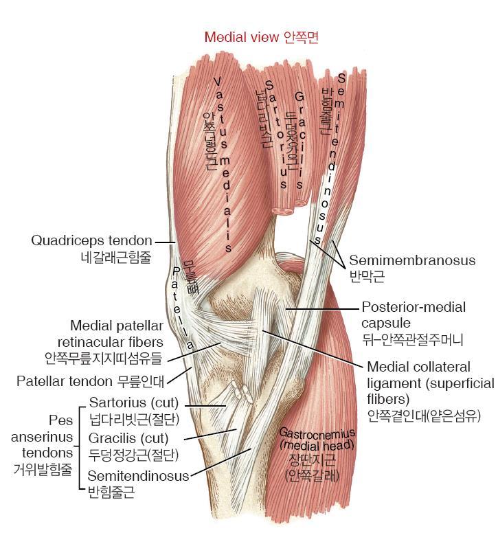 Knee joint Medial view medial collateral lig. post. med. collateral lig. ant. med. collateral lig. MCL attach the med.