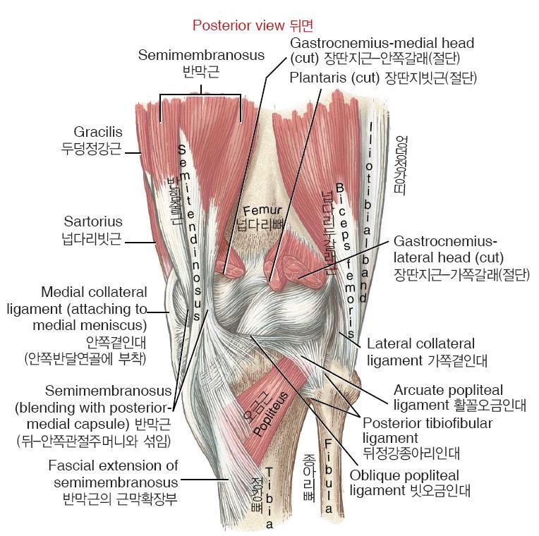 Knee joint Posterior view arcuate