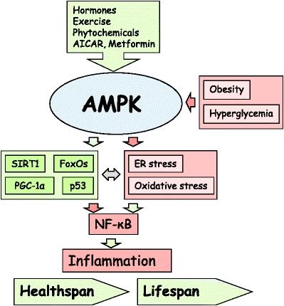 Aging Tissue Bank 노화소식 NF-κB 를억제하는 AMPK :
