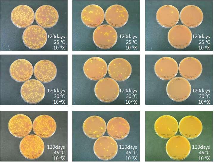 Fig. 20. MYP 한천배지를통한 Bacillus cereus 유무확인시험 (120 Days) 2) 대장균군 10배단계회석에의해준비되어진시제품시료가도말되어진데옥시콜레이트유당한천배지를배양한뒤형성되는콜로니색깔관찰을통해대장균군의심가능집락을확인하였다.