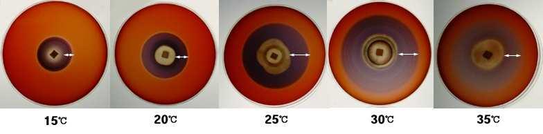 Top row: before incubation. Bottom row: after incubation of GBAA-01. Arrows indicate clear zones. Fig. 3.