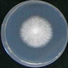 가. 선발균주의배양적특성 배지별균사생장특성 ( 배양온도 25, 배양기간 : 21일, 단위 : cm) W : white ASI6005(