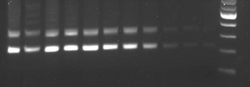 Korean J Otorhinolaryngol-Head Neck Surg 2012;55:71-5 를 형성하는 로 불리는 을 암호화하고 게놈 은 와 을 포함한 개의 비구조 단백질을 암호화한다 는 종양억제단백질인 의 기능을 저하시키며 유전적 손상을 받은 세포의 를 저해하고 은 종양억제단백질의 기능을 상실시켜 종양형성을 가속화시킨다 단백질 소실은 을 통해