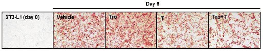 정선효 estosterone Inhibits PPARγ induced Adipogenesis M-MLV R (Promega, Madison, WI, USA) 를첨가하여최종양이 25 μl가되게한후, 42 C에서 1시간동안반응시켰다.