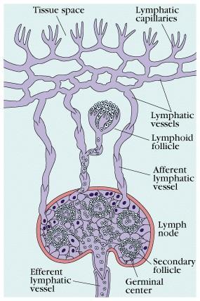 3. 림프조직 (lymphoid tissues) 2.