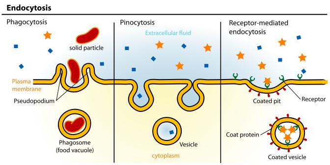 Endocytosis: 세포외용액에존재하는고분자물질이세포에의해섭취