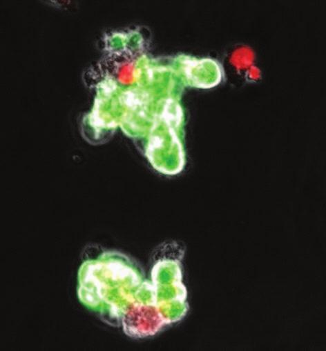 3.2 Temporal Phenotypic Cellular Changes 41 VZ Detached cells Figure 3.