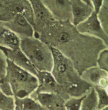 15: Images of cells