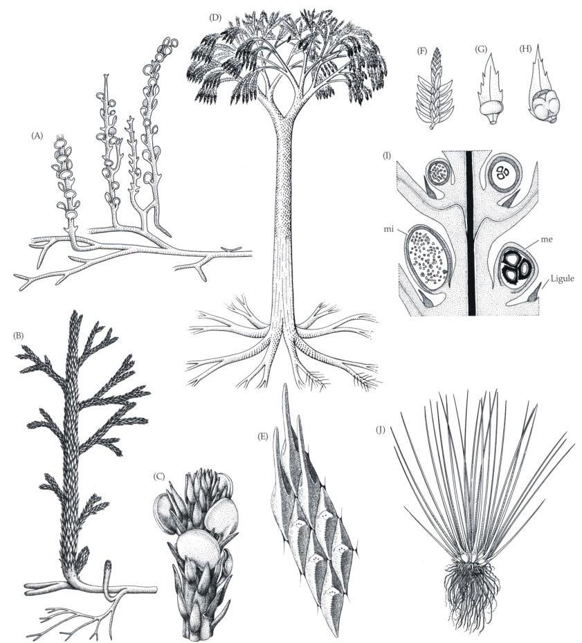 (A) 멸종된 trimerophyte 의일종. Psilophyton forbesii, 가단축분지 ( 주축과측지가분화 ) 생장을함. (B) 크고굽은 Angiopteris(Marattiales) 의잎. (C) Angiopteris 의영양엽의배축면, 밀집된포자낭을보임.