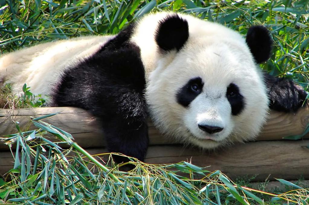 [ 그림 3] pandas 와관련없음 프로젝트의이름인 pandas는 PANel DAta System에서따온것이며팬더와는전혀아무런관련이없다. BSD 라이선스를채택하고있으며 2016년 11월현재, Github에서 7,449개의스타를얻었고포크횟수가 3000을넘겼다.