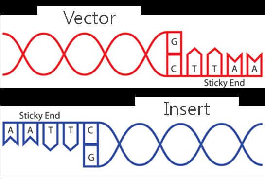 Restriction Enzyme/Ligation Cloning 제한효소특이적 Vector