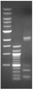 Cloning Enhancer Template DNA나 PCR