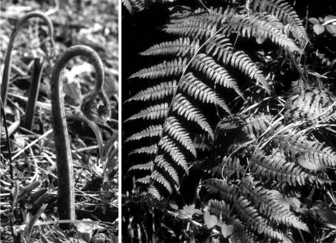 석송강 (Lycopodiolos) 석송과 (Lycopodiaceae) 석송 (Lycopodium clavatum). 다년생상록성초본. 포자를석송자 (lycopodium), 흡습하지않으므로환의제로사용.